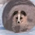 ПолныйПисец