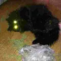 Кондратий
