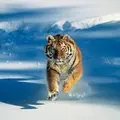 NiK