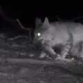 !!!0JIeг!!!