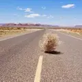 Перекатиполе