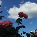 Елена_В