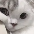 Kira