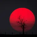 ЯсныйКрасный