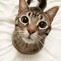 RITA