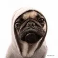 Полиграф Шариков