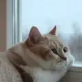 levV