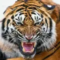 ОJIeГ