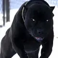 ПитПит