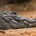 Каркадил