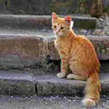КотБадун