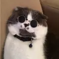 _Тостик_