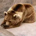 Солончак
