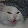 Сандро