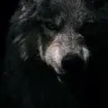 SanyaDR