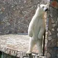 Стасик