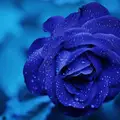 MarinaFx