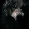 Симон