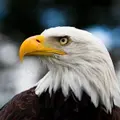Птах