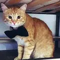 Мр.Кот