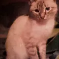 Ясно-понятно