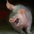 Важный