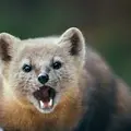ЕКБист