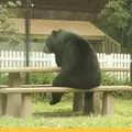 Шатун