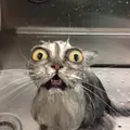 Vfrr
