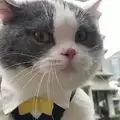Котька