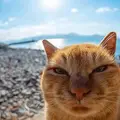 Олам