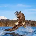 Птыц
