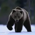 Толя