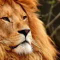 llLionll
