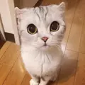 Ездовой кот