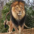 Сын маминой подруги