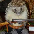 Ебжик