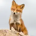 Юля