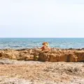 ЮлийЦ