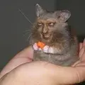 АJIeX