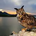 Филин