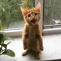 Кристофер