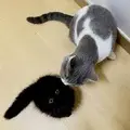 СмотрящийВ
