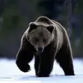 Гайтавер