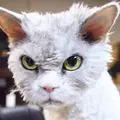 Про100Кот