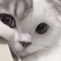 Настасья