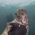Дед Панас