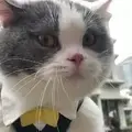 КотБолтун